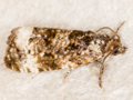 Endothenia marginana
